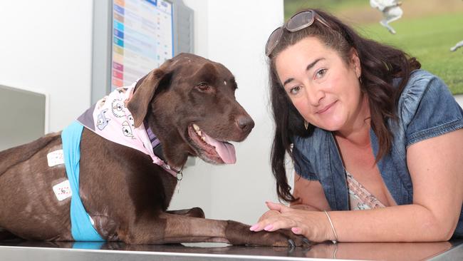 Margaret-Jane the Labrador can now rest up at home. Picture Glenn Hampson