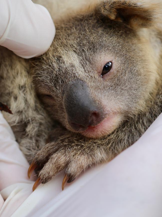 Little Ash being checked by the Australian Reptile Park team for the very first time. Picture: Australian Reptile Park