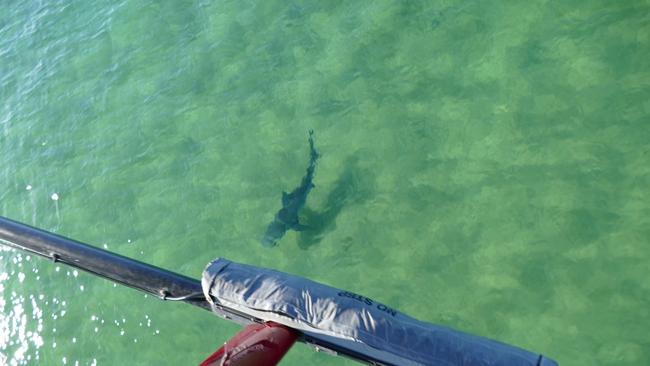 Swimmers have been evacuated following a Tiger Shark sighting at Birubi Beach on the NSW north coast. Picture: NSW Shark Smart