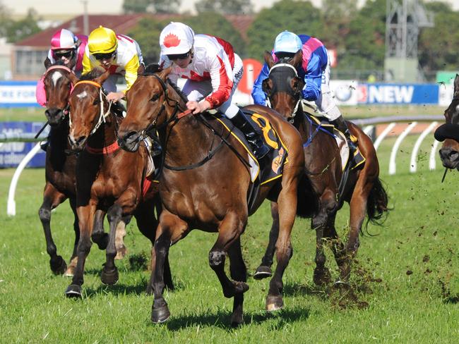 Maurus will become the highest weighted Ipswich Cup winner since Sharply carried 58.5kg in 1961. Picture: Simon Bullard