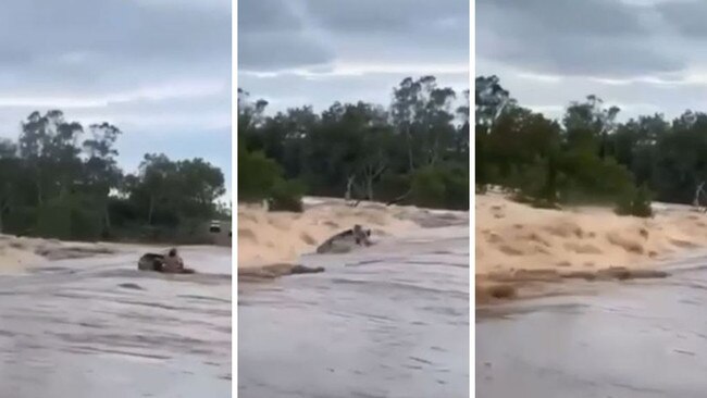 Two people in a tinnie are washed into raging floodwaters in a swollen Cloncurry River.