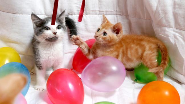 Boo and Maisy from Kitten Kapers Rescue in Cleveland. Picture: RICHARD WALKER