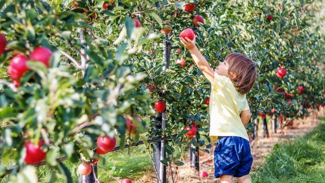 Up to 40 per cent of crops are rejected for cosmetic reasons, according to the Fight Food Waste Cooperative Research Centre.