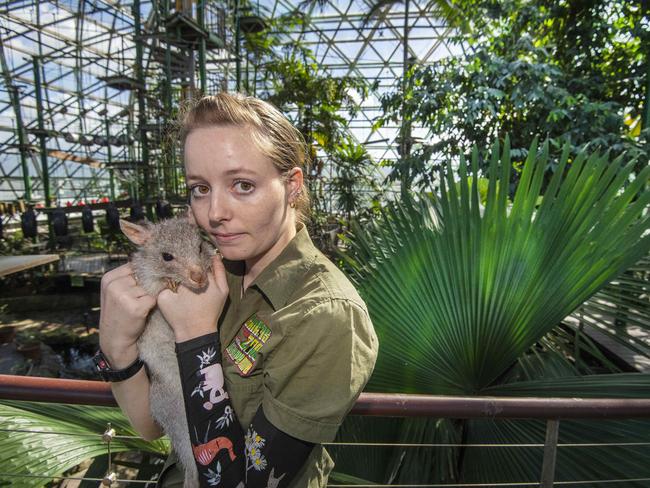 Ex Cairns to The Australian,   14.04.2020Covid-19 - Tourism - Cairns Zoom & Wildlife Dome - PICS by BRIAN CASSEYTimon the 5 year old Rufus Bettong is used to the limelight and is one of the prized animals at the Cairns Zoom & Wildlife Dome atop the Cairns Casino. For weeks now the facility has been closed to tourists due to the Covid-19 outbreak and Timon has been cared for by Senior Wildlife Keeper Chloe Schafer who nurtured him from birth.  Also in pic is general manger of the tourism facility  Sam Gould.Pic - Brian Cassey