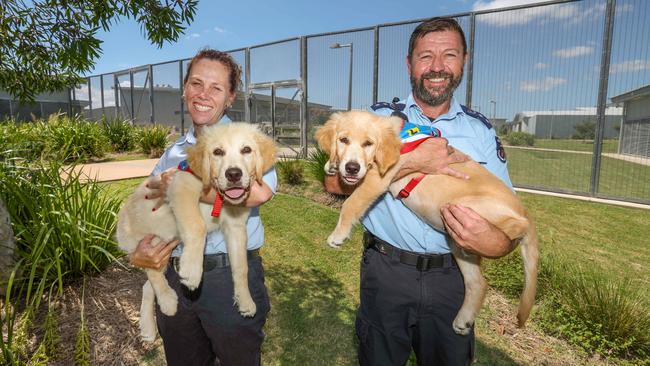 Clarence Correctional Centre manager inmate services Cherie Goodwin, holding Bambi, and general manager security and operations Dave White, with Brooklyn. Both golden retriever pups are part of the Clarence Assistance Pups Program. Picture: Dylan Coker.