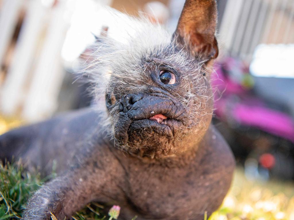 Mr. Happy Face takes a break before strutting his stuff at the World’s Ugliest Dog contest. Picture: Josh Edelson/AFP