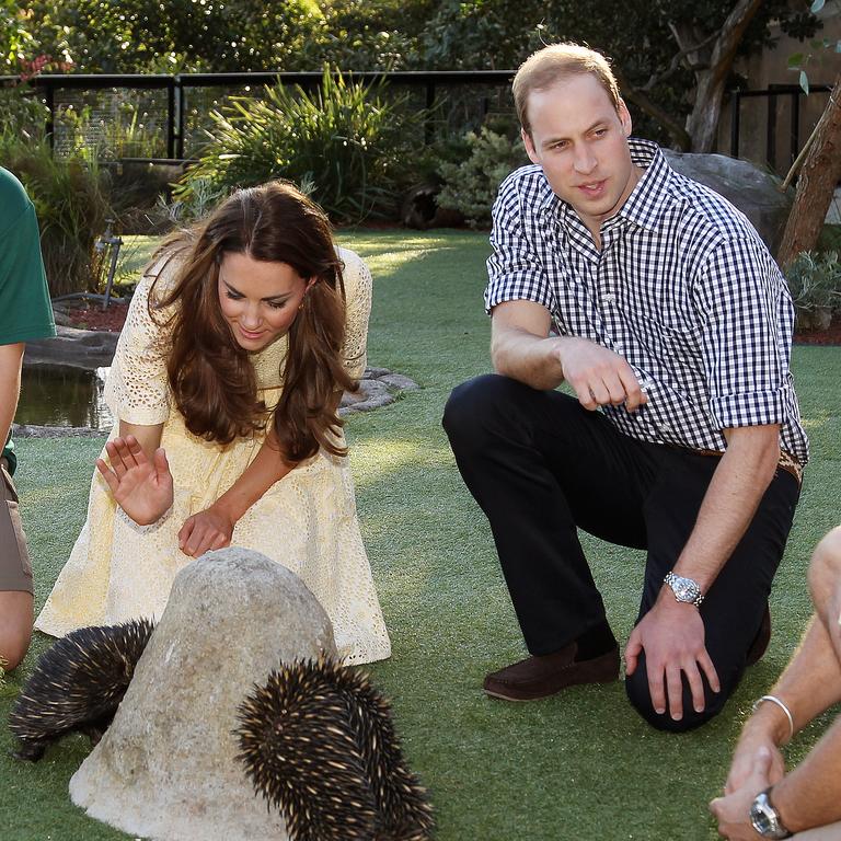 Their Royal Highnesses the Duke and Duchess of Cambridge, Prince William and Duchess Kate meet Lynx and Jindi the Echidnas during their visit to Taronga Zoo. Picture: Toby Zerna