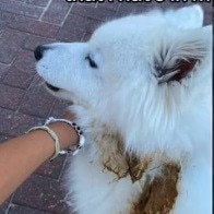 The woman said she has had to clean human poo off her dogs. Picture: TikTok Julia Sakr