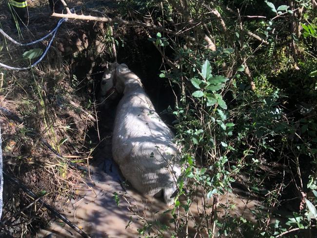 The rescue operation took about five hours to free the old mare. Picture: Fire and Rescue NSW