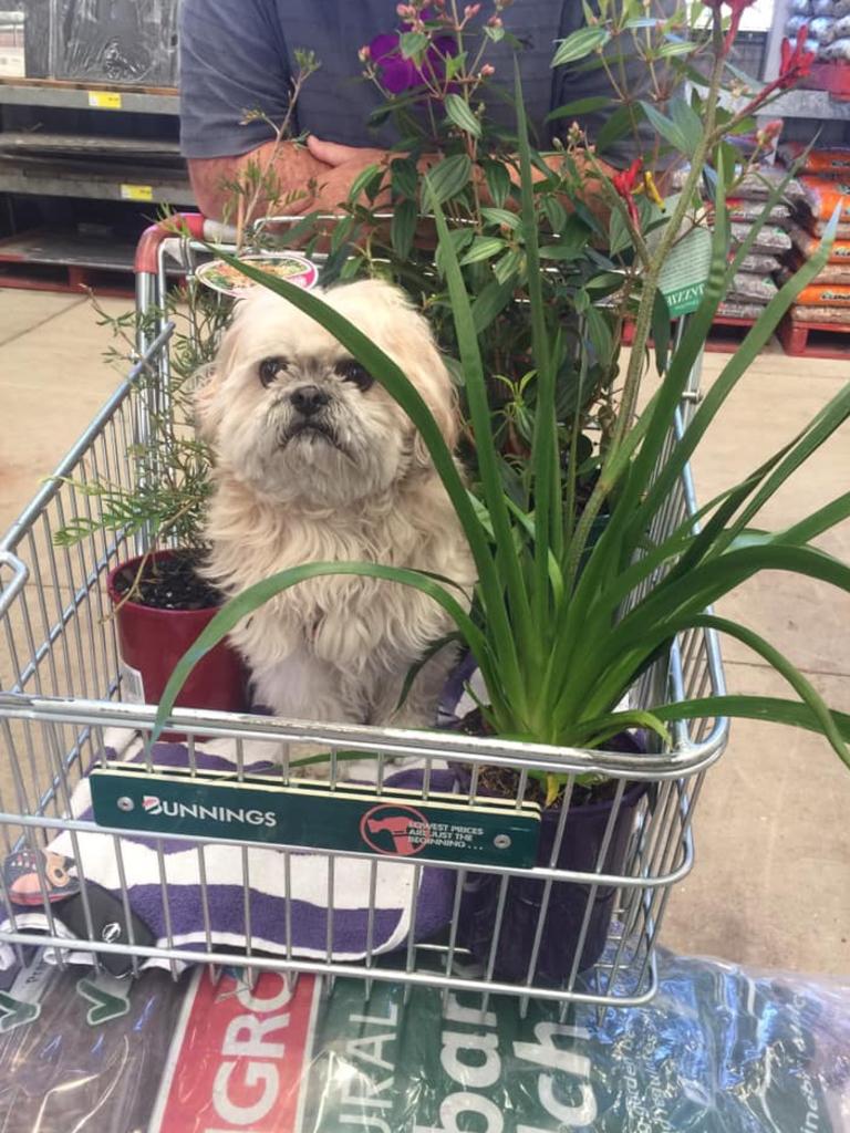 can dogs go to bunnings australia