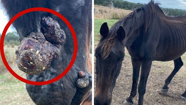 Man slammed as horse dies 200kg underweight