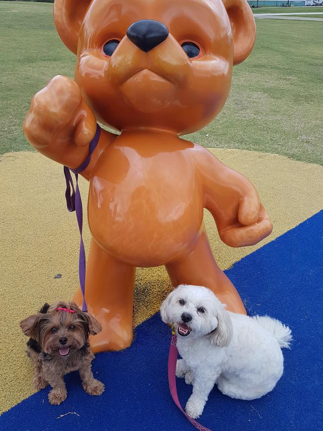 Mia and Stella: Mia, a three-year-old shitzu cross poodle, loves her doggie dates at James Overall Park Southport. Here she is with fur pal Stella.