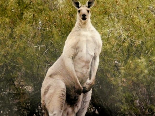 A large male western grey kangaroo in Onkaparinga River National Park in 2019. Must credit: Julie Thompson