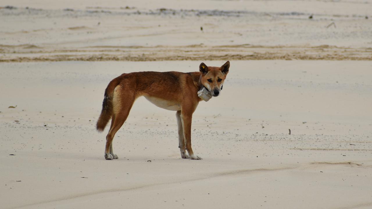 Rangers tag dingoes to monitor their movements. Picture: Supplied