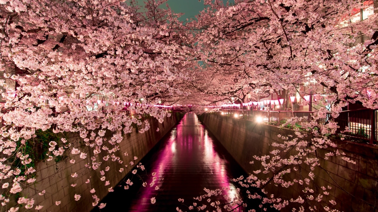 Cherry blossom season in Japan is a 7 billion business