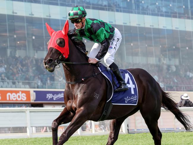 Barbie's Fox on the way to the barriers prior to the running of Catanach's Jewellers Vase  at Caulfield Racecourse on October 14, 2023 in Caulfield, Australia. (Photo by George Sal/Racing Photos via Getty Images)