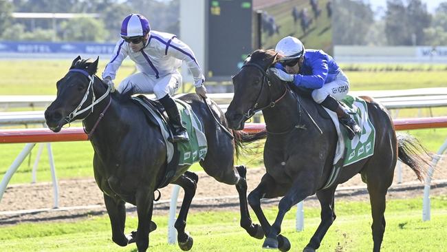 Cryptonic (left) finishing a close second to Setombe on debut at Hawkesbury and is striving to go one better this week. Picture: Bradley Photos