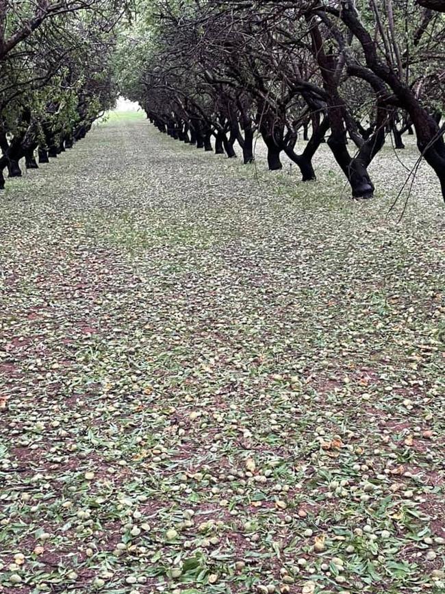 40-80 per cent of the almond crop is now on the ground in some areas.