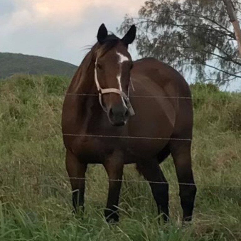 A horse named Skye was found dead on October 5 at the Andergrove paddock where she was home. Police have ruled the death as foul play and are investigating.