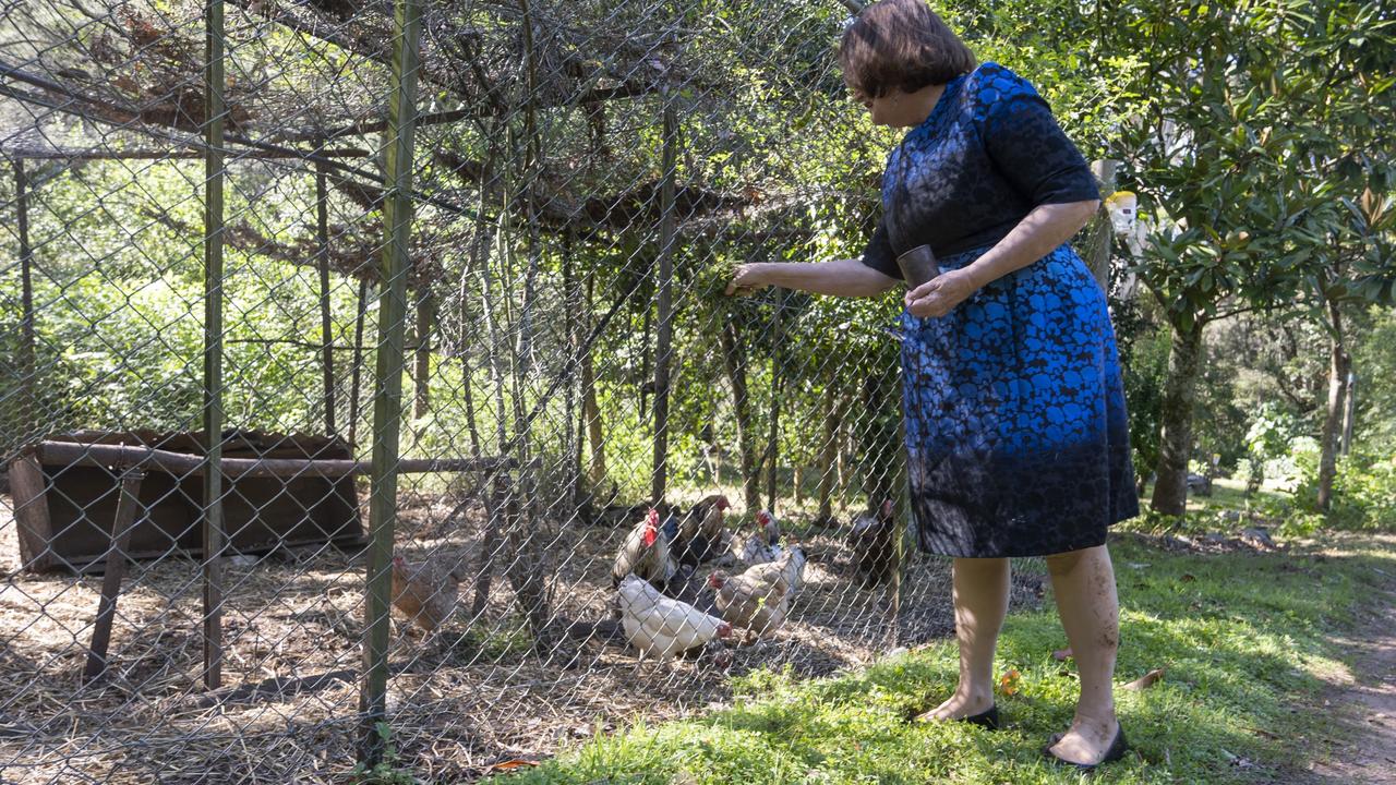 French enjoys spending time with the chooks. Picture: Martin Ollman