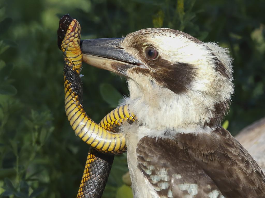 Kookaburra kills tiger snake in Perth’s Yanchep National Park | Photo ...