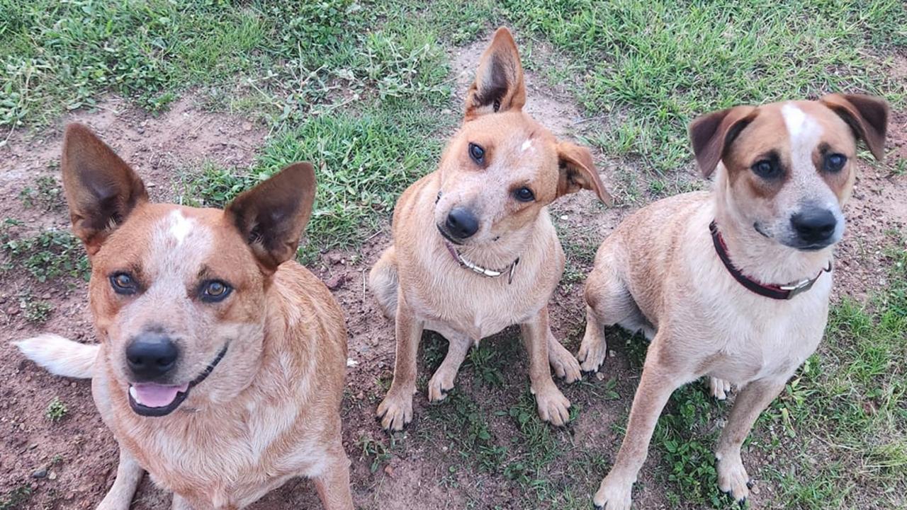 Mack, Mindi and Kenny: Nikki Harris' puppies.Mack is 2 years old; Mindi and Kenny are 1 years old.