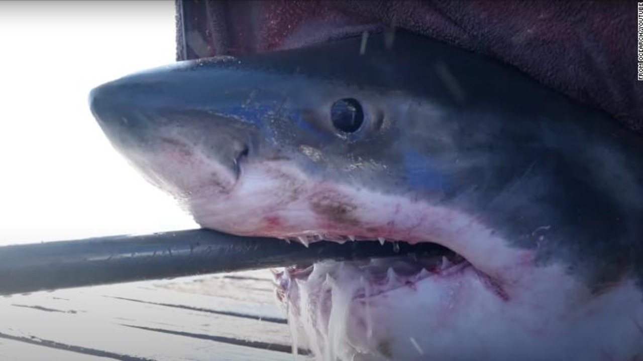 ‘Scott’, one of the many great white sharks being tracked by OCEARCH. Pic: CNN