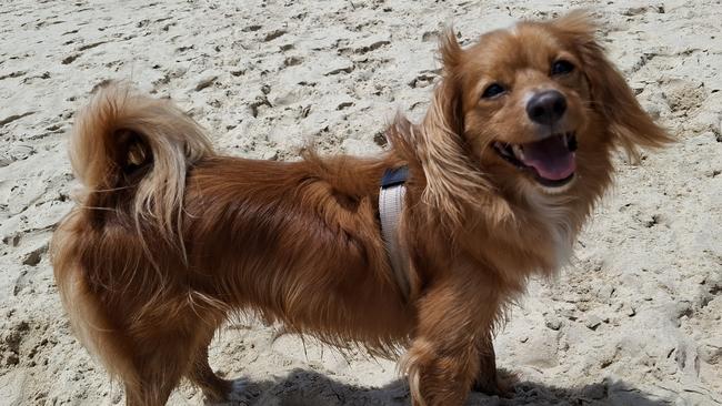 Tashi's smile says it all — there's nowhere else he'd rather be than Boambee's dog beach.