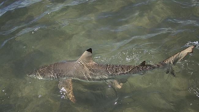 Rejse smertefuld dinosaurus Our secret shark bay off Magnetic Island | Townsville Bulletin