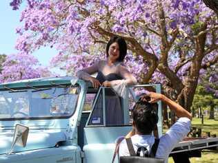 Tourists were drawn to Michael Hill's 1978 Nissan Patrol G60 Ute during photo shoots at Grafton's See Park on Jacaranda Thursday. Picture: Erin Brady/CVC