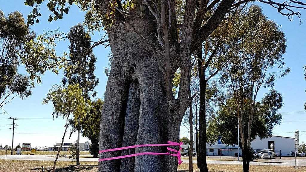 SAFE FROM ROADWORKS: One of the identified scarred trees on the western side of Dalby. Picture: Contributed