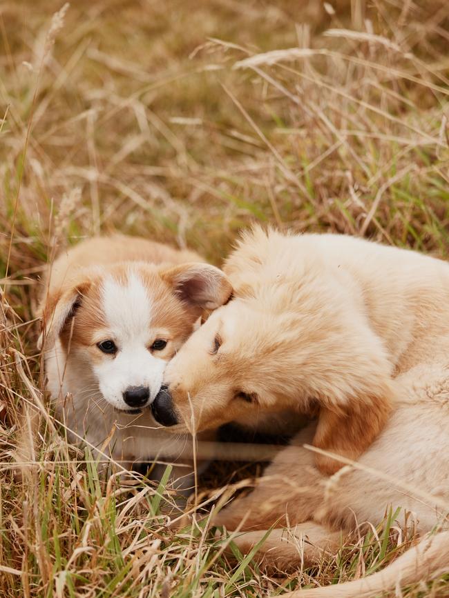 A Corgi puppy is a new addition to the farm. Picture: Samuel Shelley