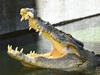 Shadow Minister for Tourism, Anthony Albanese, visits Darwin's Crocosaurus Cove and feeds a saltwater crocodile with Senator Nova Peris.