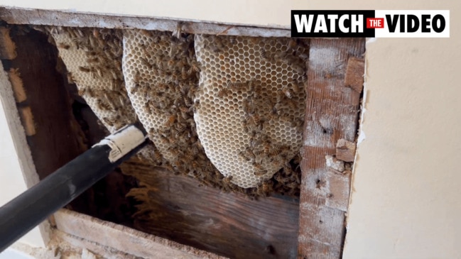 More than 6000 bees found secretly living in walls of home