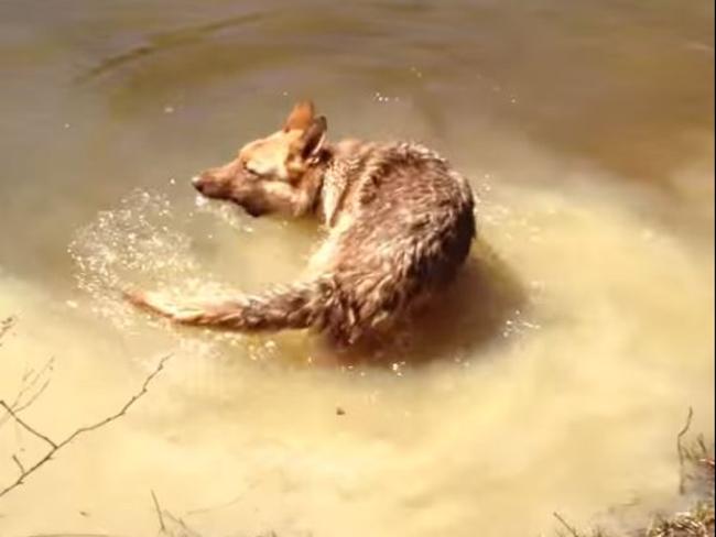 I can’t hear you! ... Bella the German Shepherd yelped and continued swimming, ignoring her owner’s calls. Picture: Laura Gibbs via YouTbube