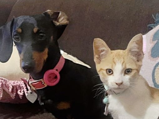 Famous sausage dog Valerie finally captured after 529 days lost on Kangaroo Island.