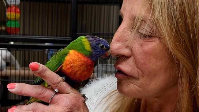 Michele Phillips with a Rainbow Lorikeet that was attacked by a cat in South Oakleigh. Picture: Andy Brownbill