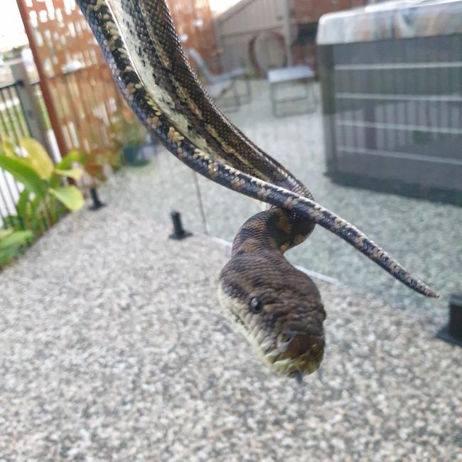 The snake removed from the Griffin BBQ. Picture: BRISBANE NORTH SNAKE CATCHERS AND RELOCATION