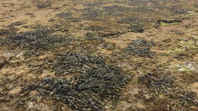 Melbourne Water is using drones to measure growth of the seaweed, Hormosira Banksii, known as Neptune’s necklace, at Boags Rocks near Gunnamatta.