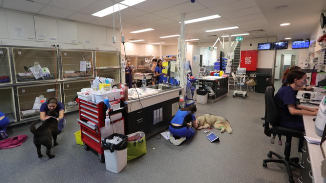 Behind the doors at Animal Emergency Services at Carrara on their busiest day of the year, New Year’s Day. Picture Glenn Hampson