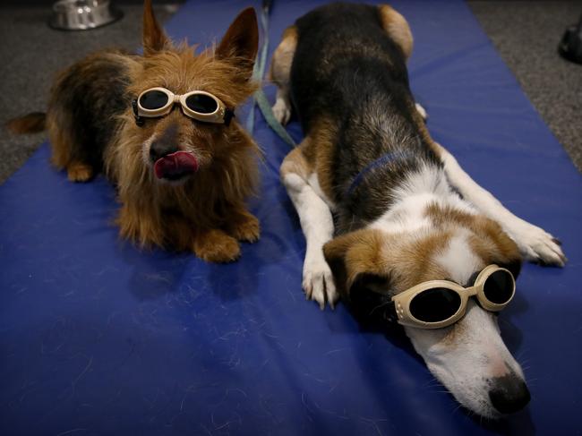 Kirah the terrier and Zeus the beagle cross get ready for laser treatment at Illawarra Animal Rehabilitation. Picture: Toby Zerna