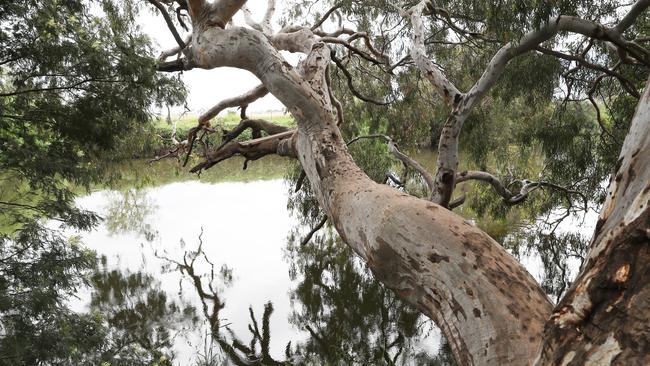 A tree hangs over the Werribee River where a teenager drowned on Tuesday. Picture: David Crosling