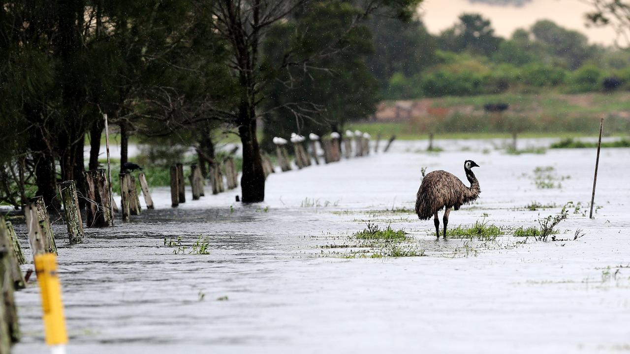 An emu is stranded in a flooded paddock near Williamtown near Williamtown. Picture: NCA NewsWire/Peter Lorimer