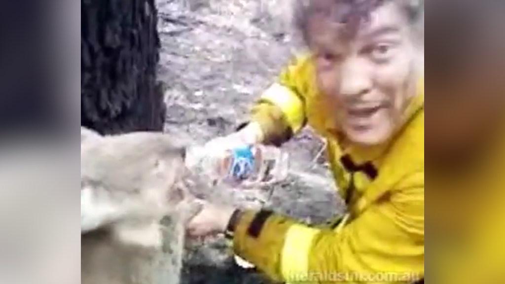 Video of firefighter giving water to thirsty koala goes viral