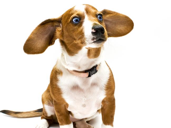 Beagle, dog, generic. Thinkstock