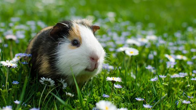 guinea pig walks in the fresh air and eating green grass