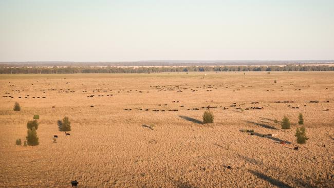 Moolan Downs, Queensland, the latest acquisition by investment company Packhorse Pastoral Company. Picture: Supplied.