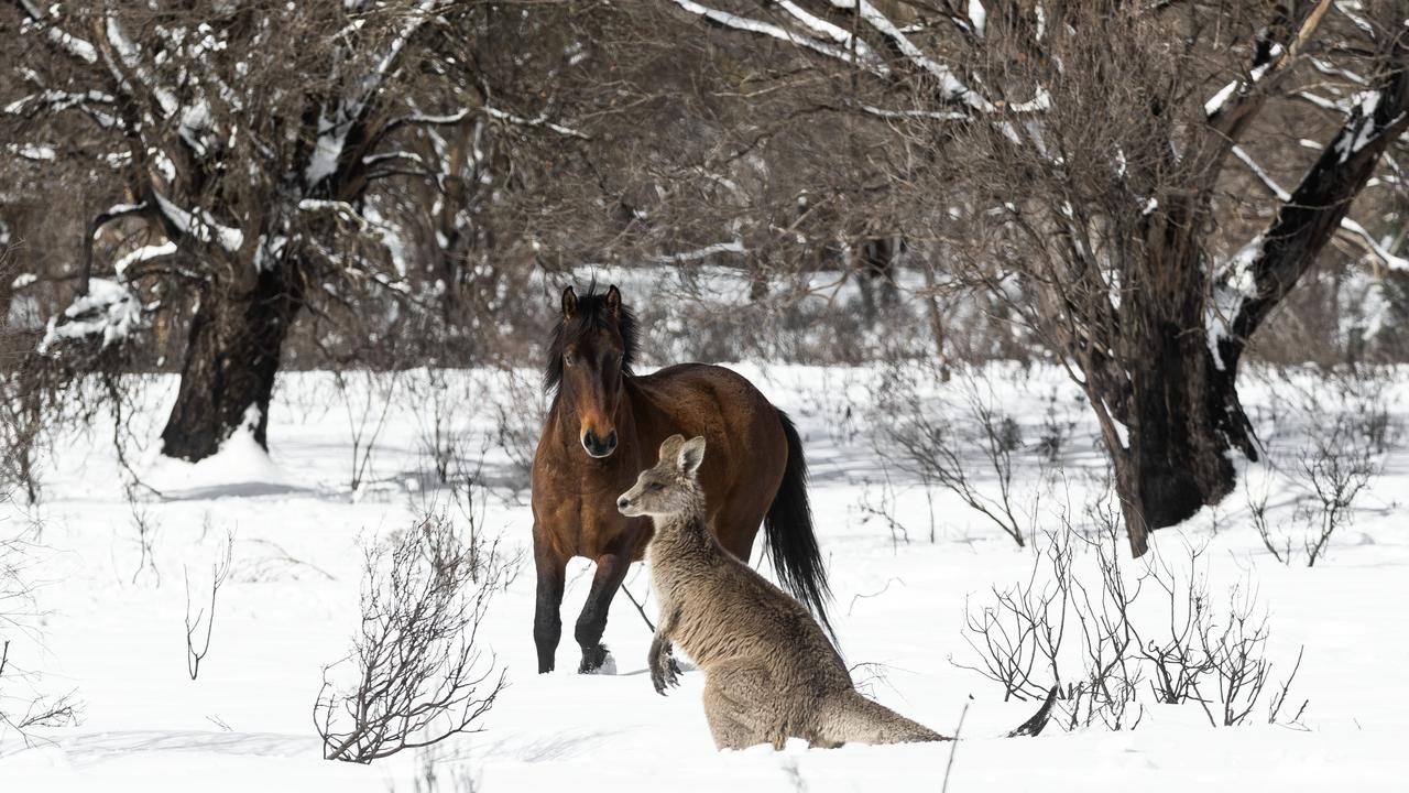 Taming The Brumby: Finding A New Home For Australia's Wild Horses