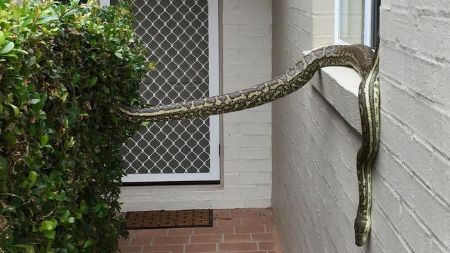 A two-metre python makes itself at home at a Kenmore Hills townhouse complex.