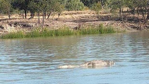 A dead croc floating on the Norman River near Normanton. Picture: Kelvin Wilkins